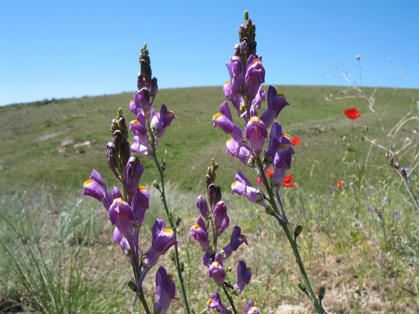 Изображение особи Linaria ramosa.