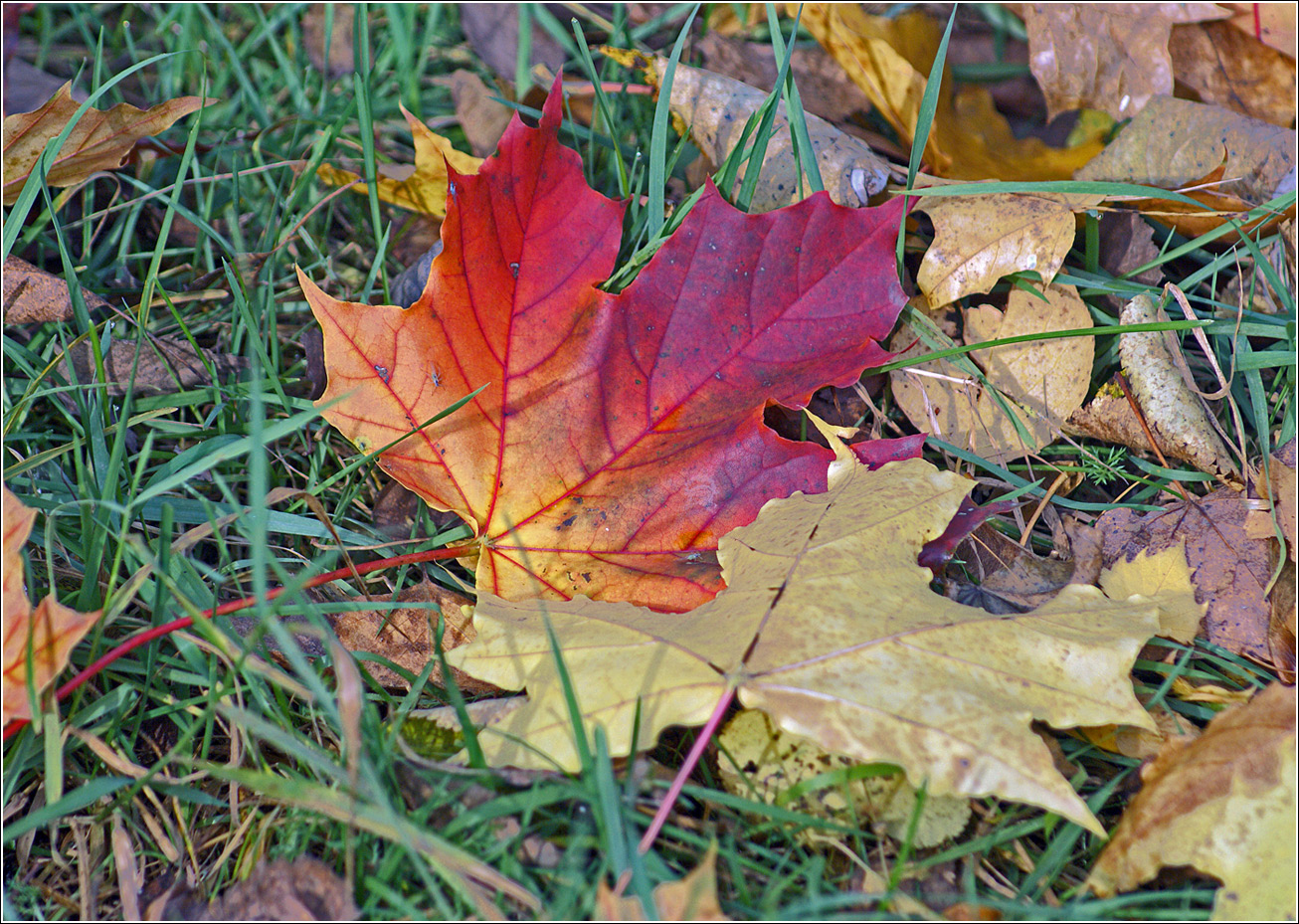 Изображение особи Acer platanoides.