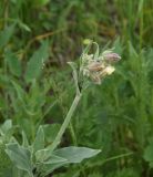 genus Silene. Верхушка цветущего растения. Грузия, край Самцхе-Джавахети, край Эрушетского нагорья (800 м до заброшенного селения Зеда-Тмогви), выс. 1800 м н.у.м., луг. 29 мая 2025 г.