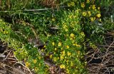 Limbarda crithmoides. Верхушки цветущих растений. Португалия, г. Лиссабон, берег реки. 10.08.2025.