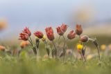 Pulsatilla albana