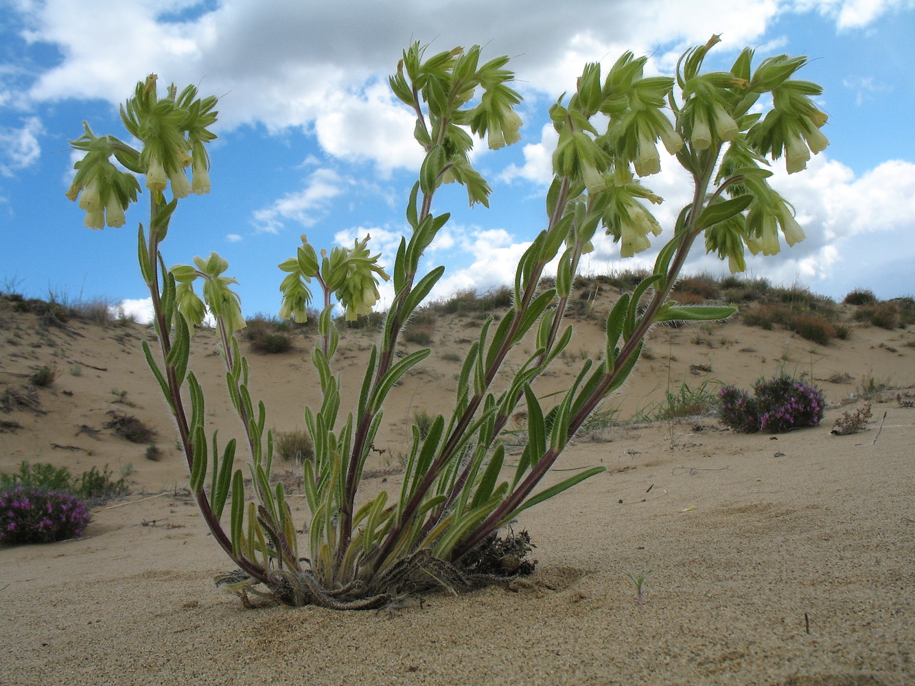 Image of Onosma transrhymnensis specimen.