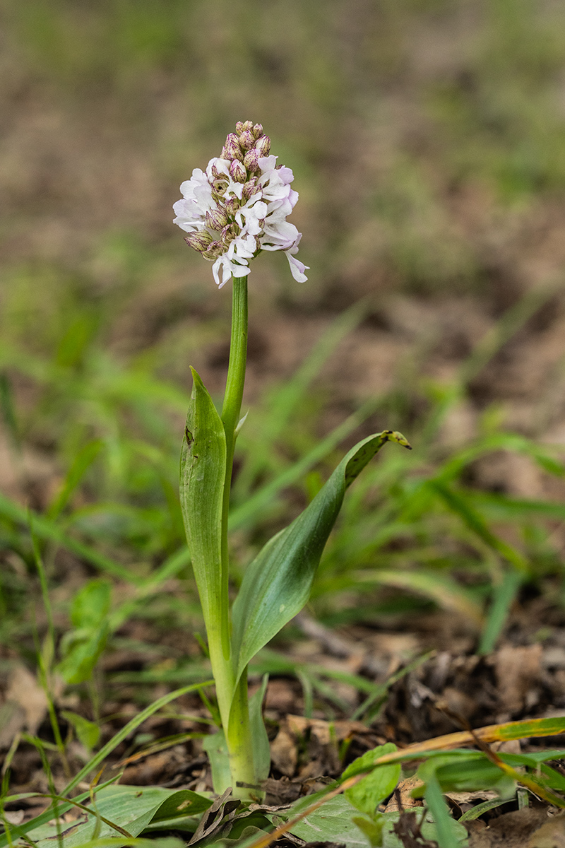 Image of Neotinea tridentata specimen.