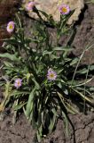 Erigeron glaucus