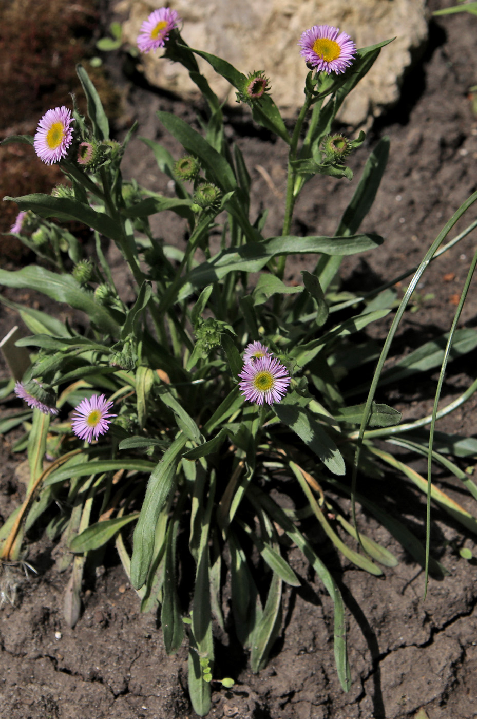 Image of Erigeron glaucus specimen.