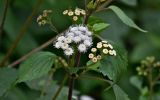 Ageratina adenophora
