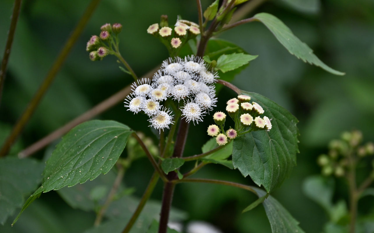 Изображение особи Ageratina adenophora.