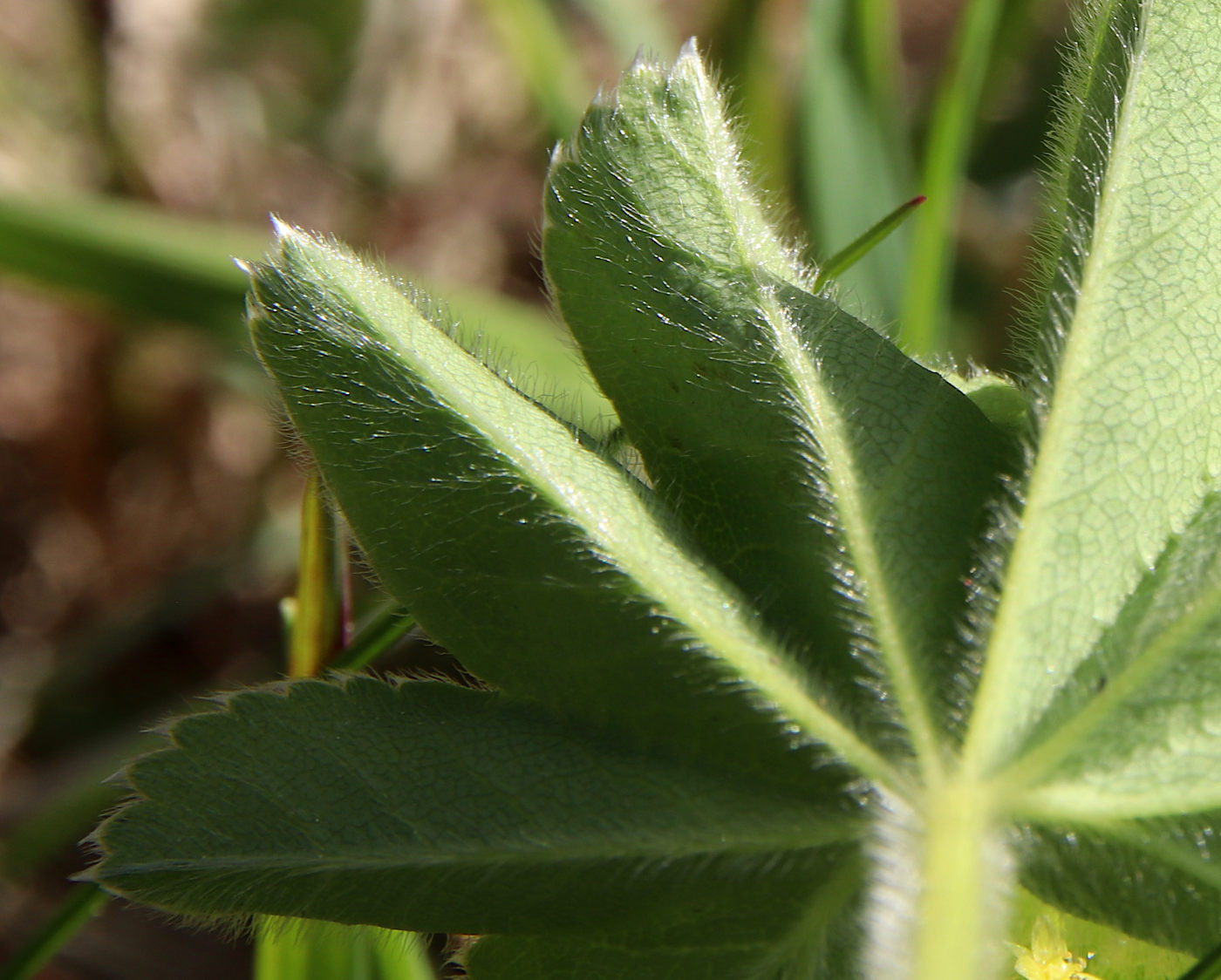 Изображение особи Alchemilla subcrenata.