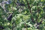 Sorbus aucuparia. Верхушка ветви с соцветием в бутонах. Крым, Караби-яйла, ур. Чигенитра, травяно-кустарниковый склон. 16.05.2026.