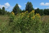 Lysimachia vulgaris