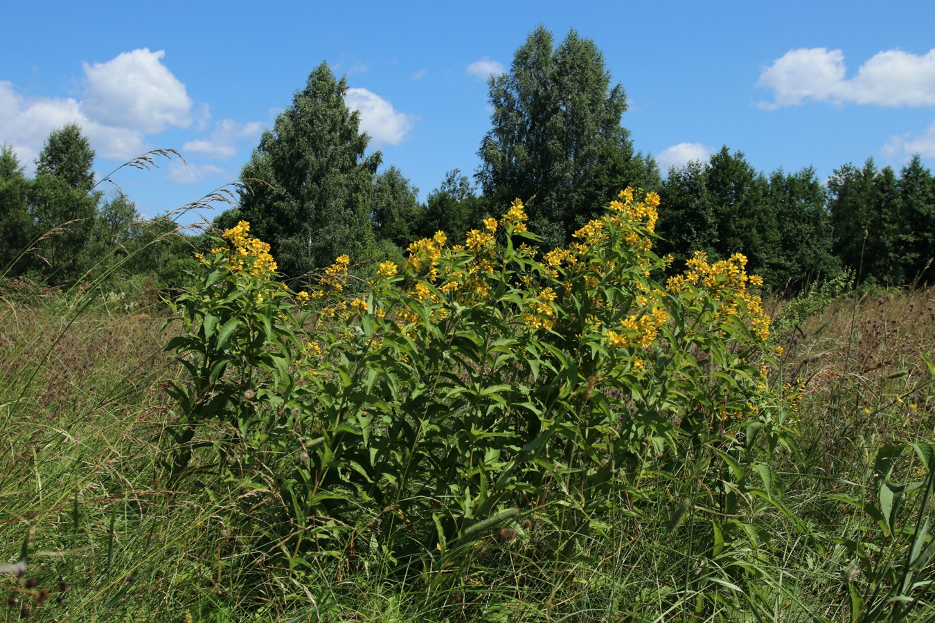 Изображение особи Lysimachia vulgaris.