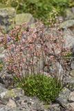 Saxifraga kolenatiana. Цветущие растения. Карачаево-Черкесия, Карачаевский р-н, ущ. ручья Тырменлыкол, 2100 м н.у.м., каменистое русло ручья. 07.08.2026.
