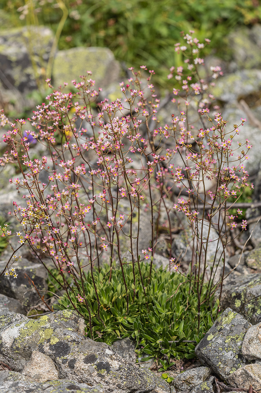 Изображение особи Saxifraga kolenatiana.