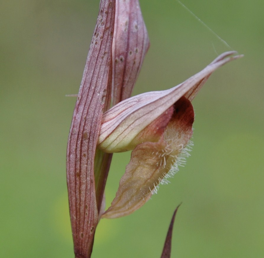 Image of Serapias bergonii specimen.