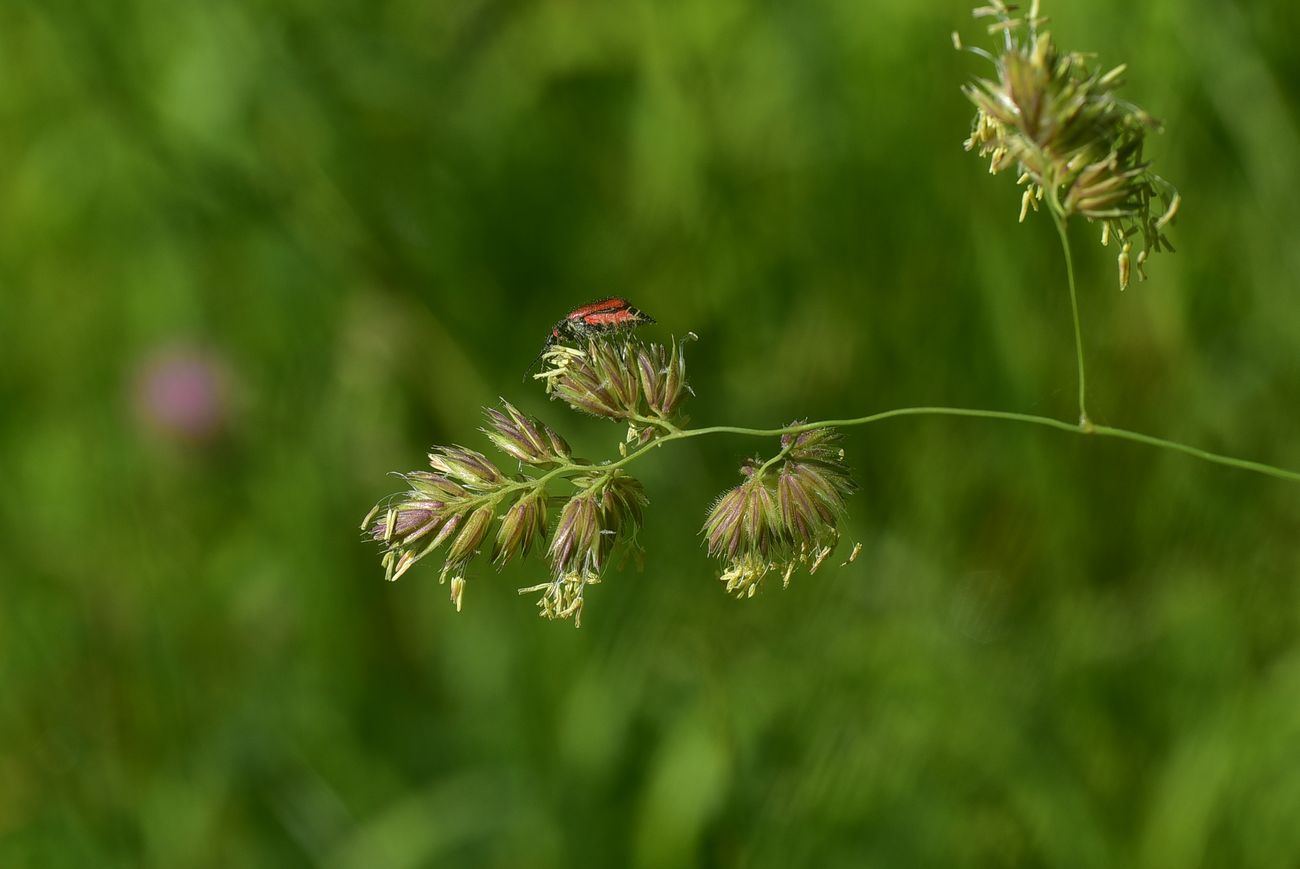 Изображение особи Dactylis glomerata.