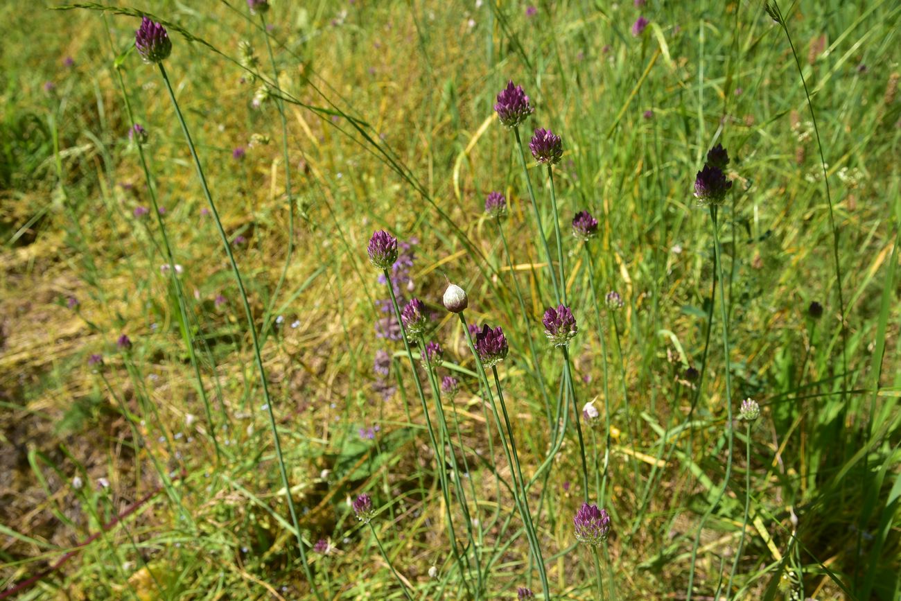 Image of genus Allium specimen.