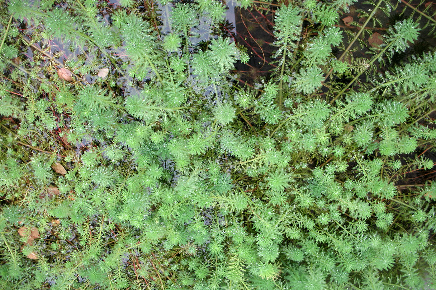 Image of genus Myriophyllum specimen.