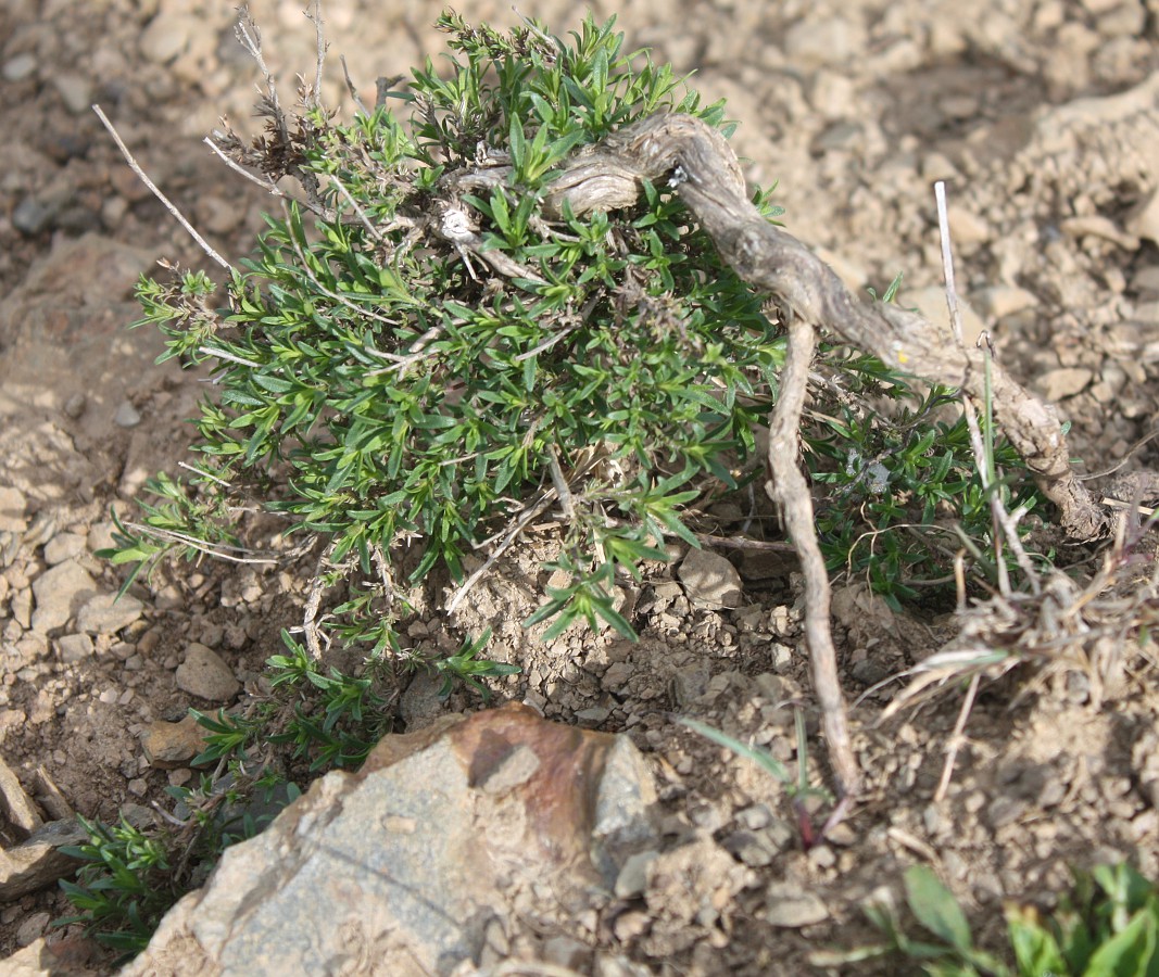 Изображение особи Thymus dzevanovskyi.