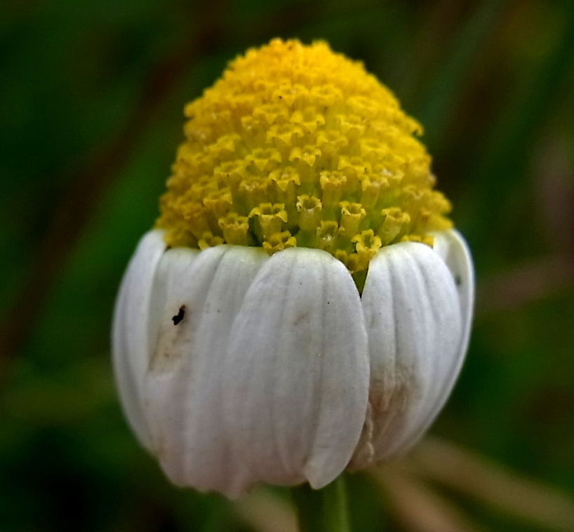 Image of Anthemis arvensis specimen.