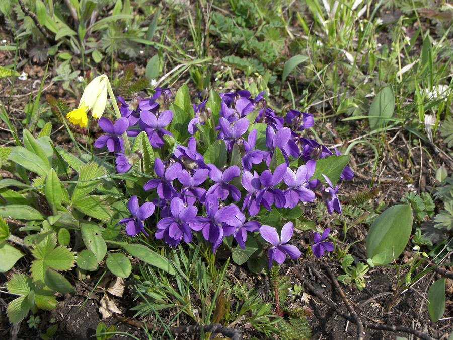 Image of Viola hirta specimen.