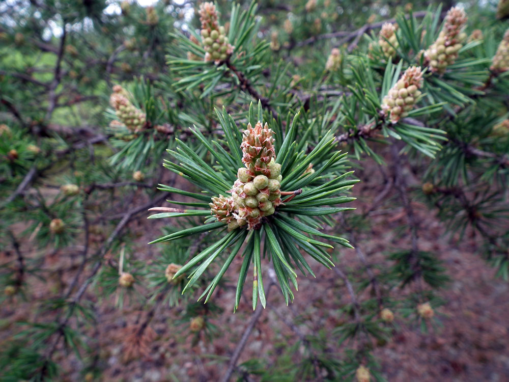 Изображение особи Pinus friesiana.