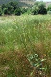 Crepis ramosissima