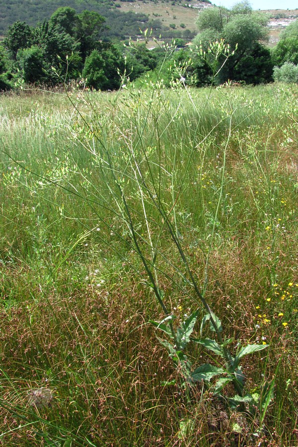 Изображение особи Crepis ramosissima.