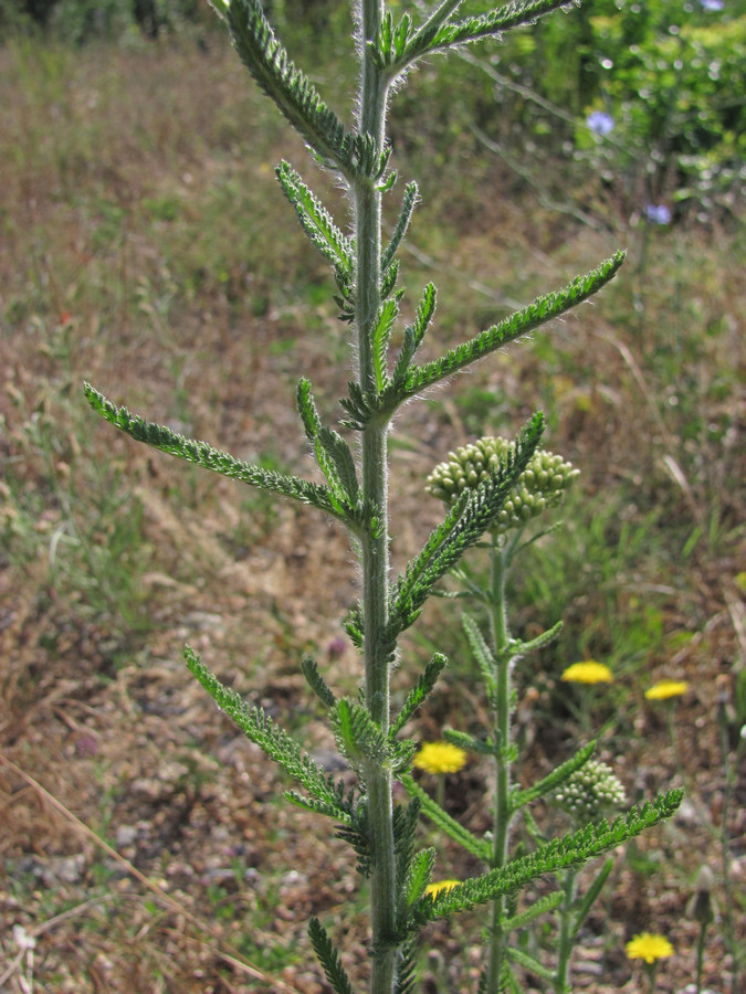 Image of Achillea pannonica specimen.