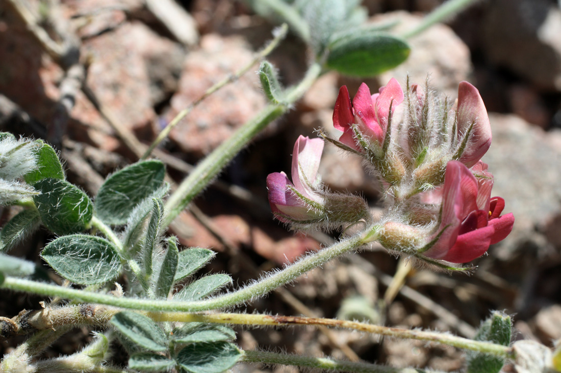 Image of Oxytropis submutica specimen.