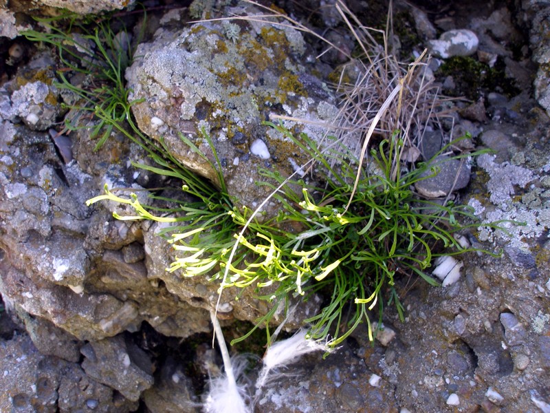 Image of Asplenium septentrionale specimen.