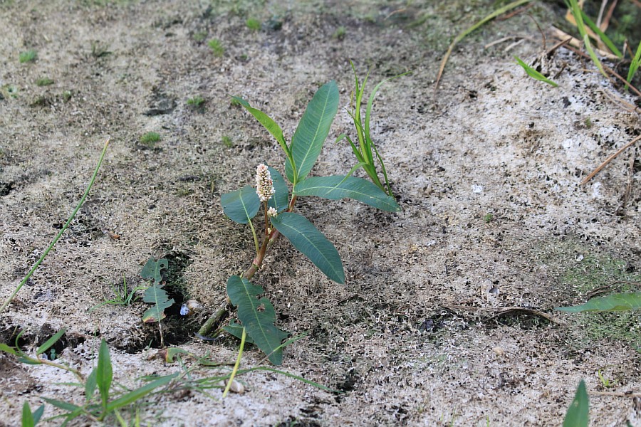 Image of Persicaria amphibia specimen.