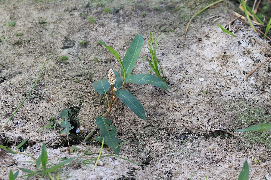 Изображение особи Persicaria amphibia.