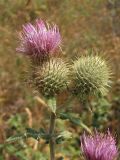 Cirsium laniflorum