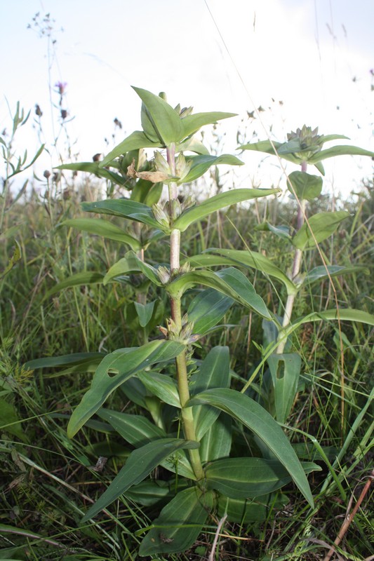 Изображение особи Gentiana cruciata.
