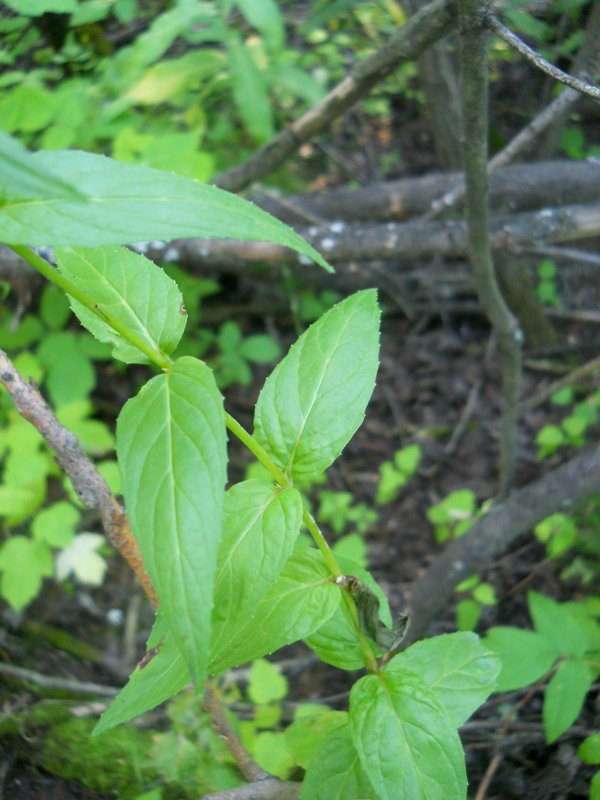 Image of Epilobium montanum specimen.