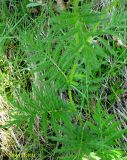 Pyrethrum clusii