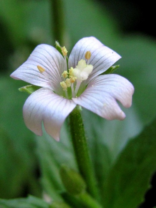 Изображение особи Epilobium parviflorum.