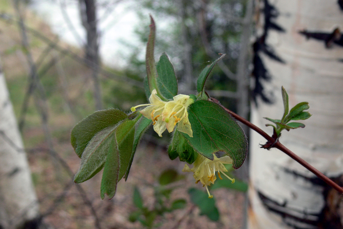 Изображение особи Lonicera &times; subarctica.