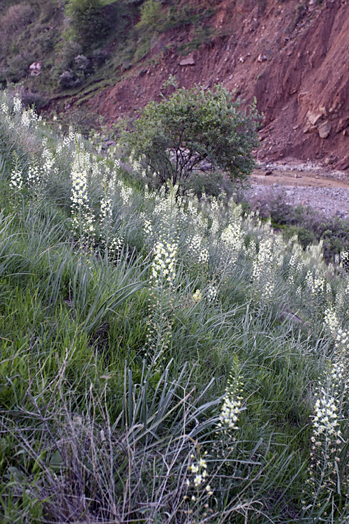 Изображение особи род Eremurus.