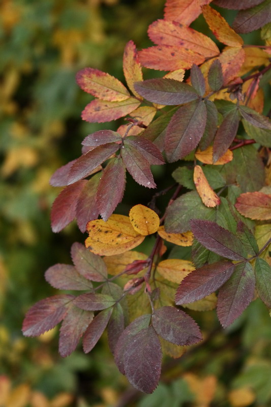Image of Rosa glabrifolia specimen.