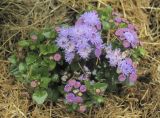 Ageratum houstonianum. Цветущее растение. Владивосток, ботанический сад-институт ДВО РАН. 27 июля 2011 г.