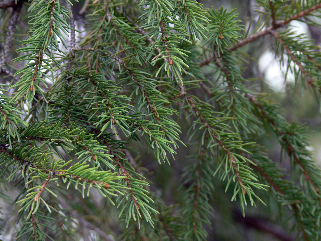 Изображение особи Picea obovata.