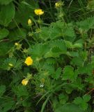 genus Potentilla