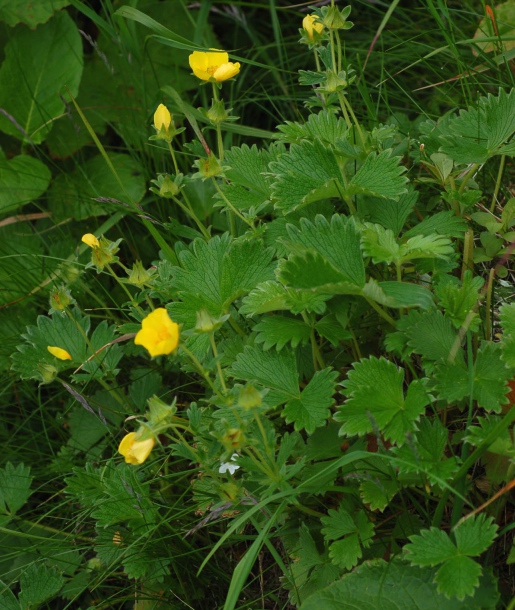 Image of genus Potentilla specimen.