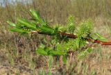 Salix &times; tetrapla