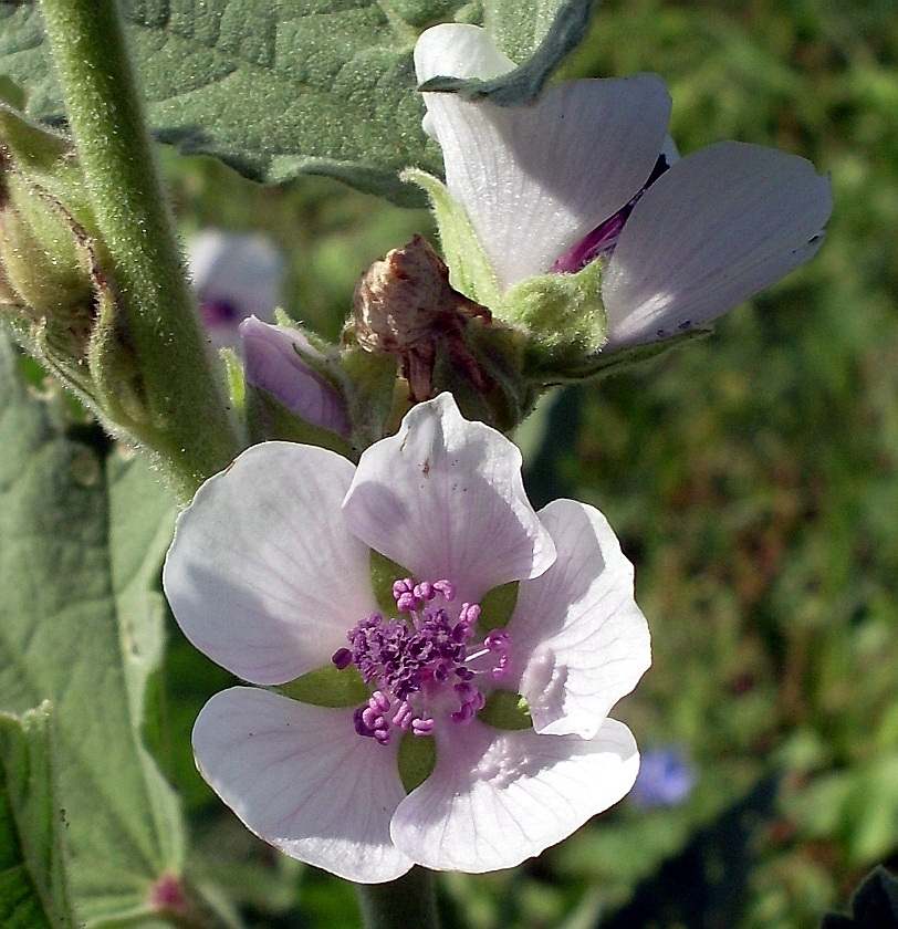 Изображение особи Althaea officinalis.