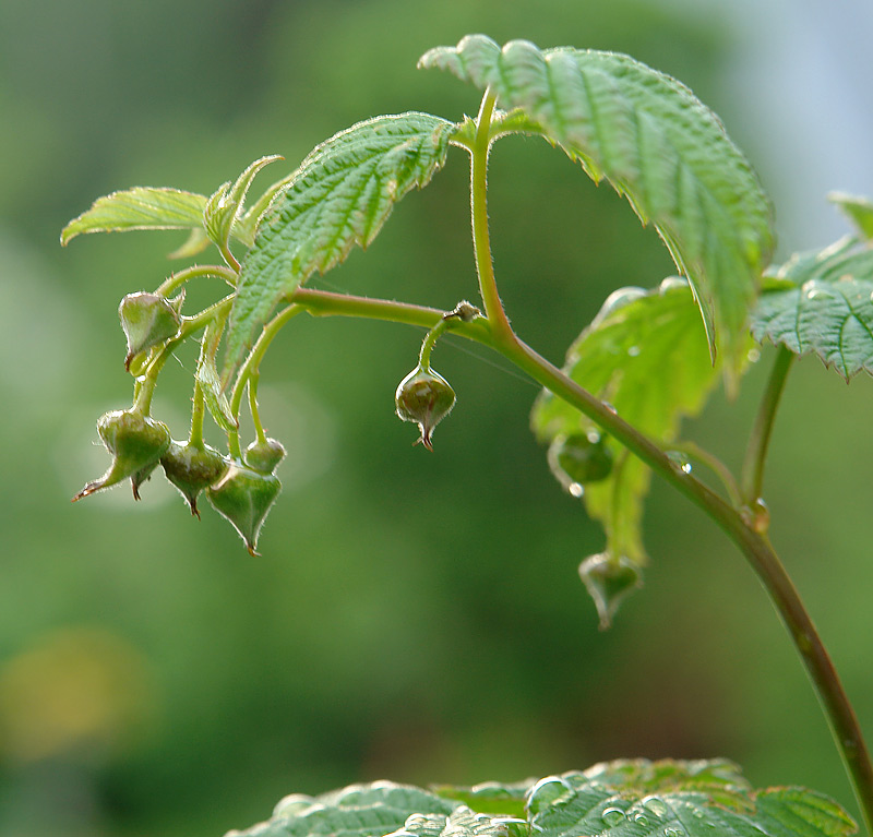 Изображение особи Rubus idaeus.