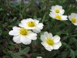 Dryas punctata. Цветки. Забайкалье, хребет Кодар. 26.07.2007.