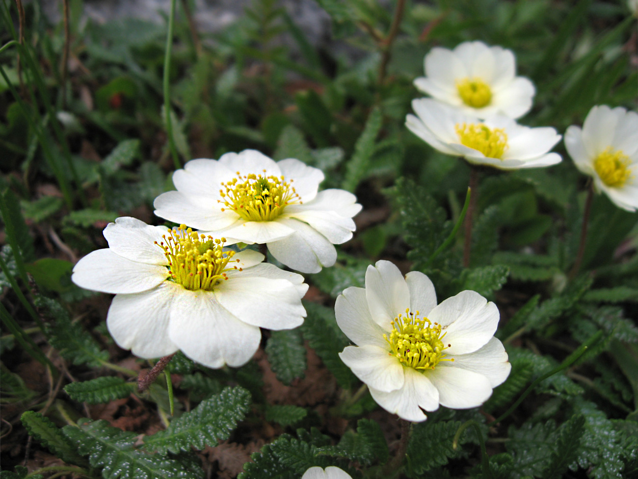 Изображение особи Dryas punctata.