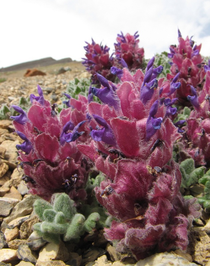 Image of Dracocephalum bungeanum specimen.